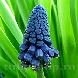 Bulbi Muscari Paradoxum; PRET: 1,50 ron/buc.-------- 
Disponibil in perioada 15 septembrie - 15 noiembrie. 
Pentru mai multe informatii vizitati Tulipshop.ro
