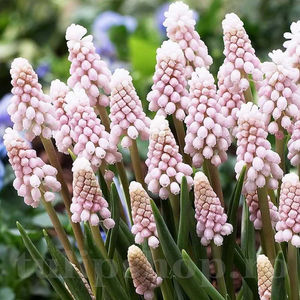 Bulbi Muscari Pink Sunrise; PRET: 6 ron/buc.-------- 
Disponibil in perioada 15 septembrie - 15 noiembrie. 
Pentru mai multe informatii vizitati Tulipshop.ro
