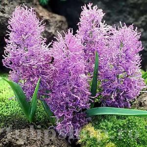 Bulbi Muscari Plumosum; PRET: 1,00 ron/buc.-------- 
Disponibil in perioada 15 septembrie - 15 noiembrie. 
Pentru mai multe informatii vizitati Tulipshop.ro
