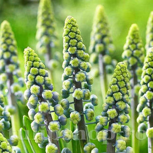 Bulbi Muscari Saffire; PRET: 1,00 ron/buc.-------- 
Disponibil in perioada 15 septembrie - 15 noiembrie. 
Pentru mai multe informatii vizitati Tulipshop.ro

