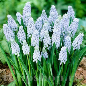 Bulbi Muscari Valerie Finish; PRET: 1,00 ron/buc.-------- 
Disponibil in perioada 15 septembrie - 15 noiembrie. 
Pentru mai multe informatii vizitati Tulipshop.ro
