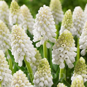 Bulbi Muscari White Magic; PRET: 1,50 ron/buc.-------- 
Disponibil in perioada 15 septembrie - 15 noiembrie. 
Pentru mai multe informatii vizitati Tulipshop.ro
