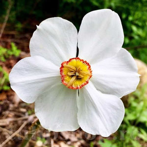 Bulbi Narcise Actaea; PRET: 2,50 ron/buc.-------- 
Disponibil in perioada 15 septembrie - 15 noiembrie. 
Pentru mai multe informatii vizitati Tulipshop.ro
