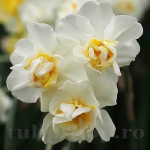 Bulbi Narcise Cheerfulness; PRET: 2 ron/buc.-------- 
Disponibil in perioada 15 septembrie - 15 noiembrie. 
Pentru mai multe informatii vizitati Tulipshop.ro
