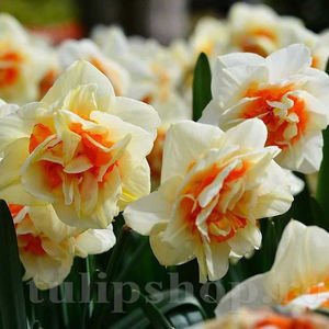 Bulbi Narcise Flower Drift; PRET: 2,50 ron/buc.-------- 
Disponibil in perioada 15 septembrie - 15 noiembrie. 
Pentru mai multe informatii vizitati Tulipshop.ro
