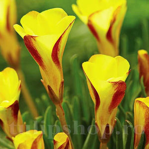 Bulbi Oxalis Golden Cape (Trifoi); PRET: 8 ron/buc.-------- 
Disponibil in perioada 15 septembrie - 15 noiembrie. 
Pentru mai multe informatii vizitati Tulipshop.ro
