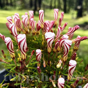 Bulbi Oxalis Versicolor (Trifoi); PRET: 5 ron/buc.-------- 
Disponibil in perioada 15 septembrie - 15 noiembrie. 
Pentru mai multe informatii vizitati Tulipshop.ro
