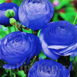 Bulbi Ranunculus Albastru (Piciorul Cocoșului); PRET: 1,00 ron/buc.-------- 
Disponibil in perioada 15 septembrie - 15 noiembrie. 
Pentru mai multe informatii vizitati Tulipshop.ro
