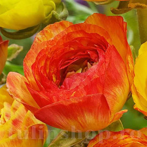 Bulbi Ranunculus Aviv Picotee Orange (Piciorul Cocoșului); PRET: 1,20 ron/buc.-------- 
Disponibil in perioada 15 septembrie - 15 noiembrie. 
Pentru mai multe informatii vizitati Tulipshop.ro
