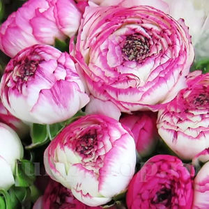 Bulbi Ranunculus Aviv Picotee Rose (Piciorul Cocoșului); PRET: 1,20 ron/buc.-------- 
Disponibil in perioada 15 septembrie - 15 noiembrie. 
Pentru mai multe informatii vizitati Tulipshop.ro
