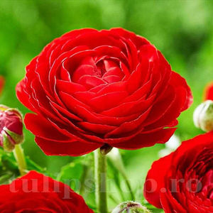 Bulbi Ranunculus Roșu (Piciorul Cocoșului); PRET: 1,00 ron/buc.-------- 
Disponibil in perioada 15 septembrie - 15 noiembrie. 
Pentru mai multe informatii vizitati Tulipshop.ro
