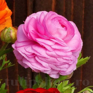 Bulbi Ranunculus Roz (Piciorul Cocoșului); PRET: 1,00 ron/buc.-------- 
Disponibil in perioada 15 septembrie - 15 noiembrie. 
Pentru mai multe informatii vizitati Tulipshop.ro
