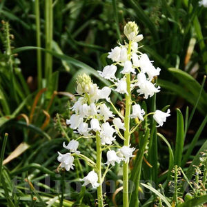 Bulbi Viorea Campanulata Alba (Scilla); PRET: 1,50 ron/buc.-------- 
Disponibil in perioada 15 septembrie - 15 noiembrie. 
Pentru mai multe informatii vizitati Tulipshop.ro
