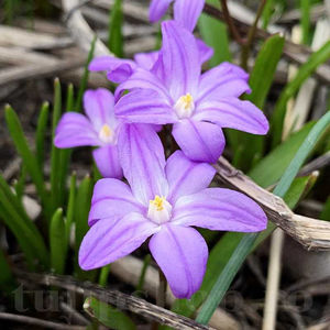 Bulbi Viorea Violet Beauty (Chionodoxa); PRET: 1,00 ron/buc.-------- 
Disponibil in perioada 15 septembrie - 15 noiembrie. 
Pentru mai multe informatii vizitati Tulipshop.ro
