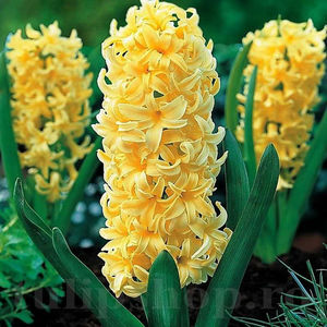 Bulbi Zambile City of Haarlem (Hyacinthus); PRET: 3 ron/buc.-------- 
Disponibil in perioada 15 septembrie - 15 noiembrie. 
Pentru mai multe informatii vizitati Tulipshop.ro
