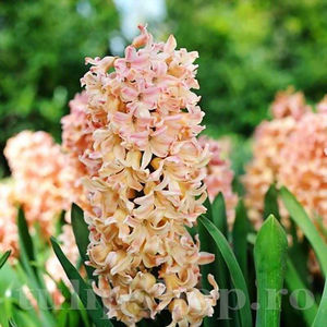 Bulbi Zambile Odysseus (Hyacinthus); PRET: 3 ron/buc.-------- 
Disponibil in perioada 15 septembrie - 15 noiembrie. 
Pentru mai multe informatii vizitati Tulipshop.ro
