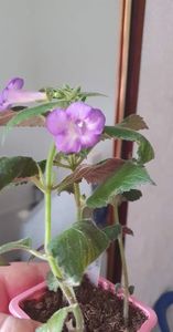 received_5668520919833389