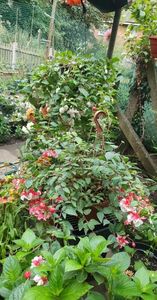 received_1038736073497785