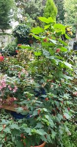 received_598086425267513