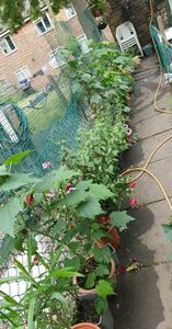 received_376990167906808