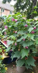 received_1088393125426346