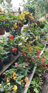 received_617621782931748