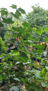 received_775573636953727