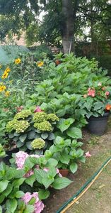 received_727334655202924