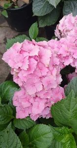 received_1662430720822336