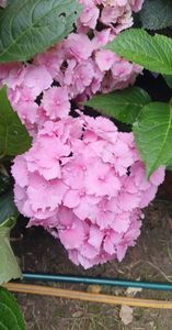 received_593062592380350