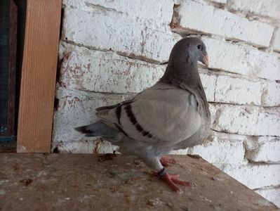 Pui perechea 8 vîndut