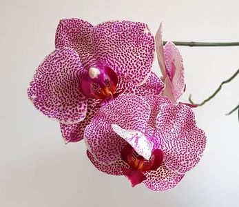 I-Hsin Sesame; Phalaenopsis Ching Her Buddha × Phalaenopsis Leopard Prince ( 2000)
