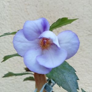Blue Temptation