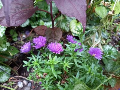 Aster novi-belgii "Magic Purple"