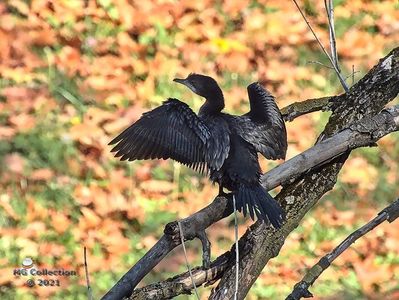 CORMORAN