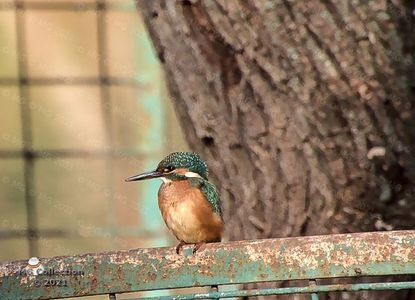KINGFISHER 2 in Parcul Romanescu din Craiova-Foarte rara !