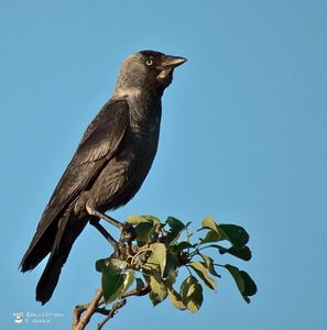 crow5291