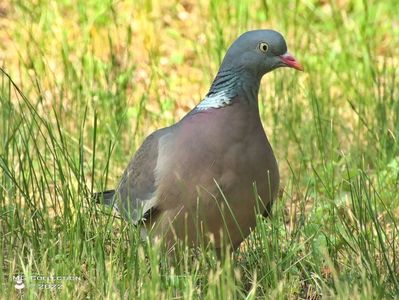 Porumbel  gulerat salbatic