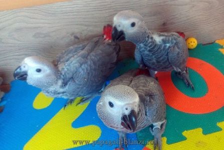 AfricanGrey-14