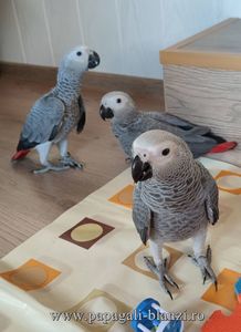 AfricanGrey-20