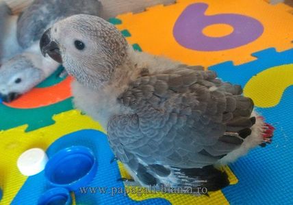 AfricanGrey-9