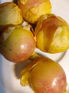 Physalis mov