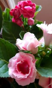 31.07.2022; Noua gloxinia cumparata
