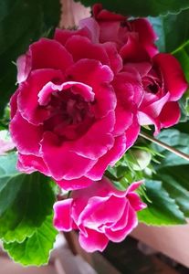 31.07.2022; Noua gloxinia cumparata
