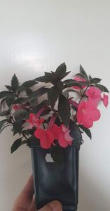 received_351637443846420