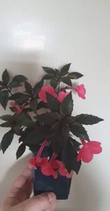 received_455264409540120