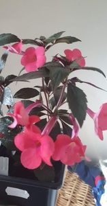 received_1106507993553978