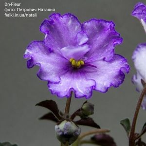 Dn-Fleur