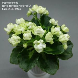 Petite Blanche