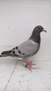 vandut